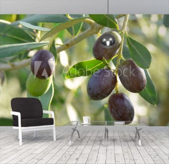 Bild på Olive Olea europaea